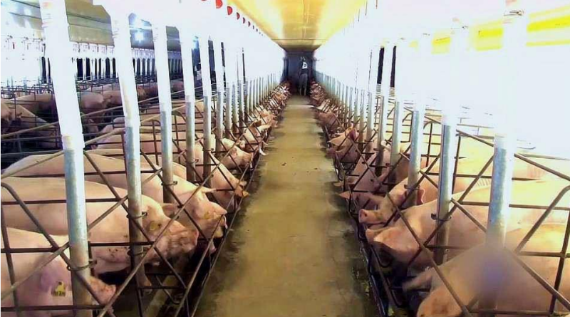 生豬養(yǎng)殖場(chǎng)智能監(jiān)控系統(tǒng)